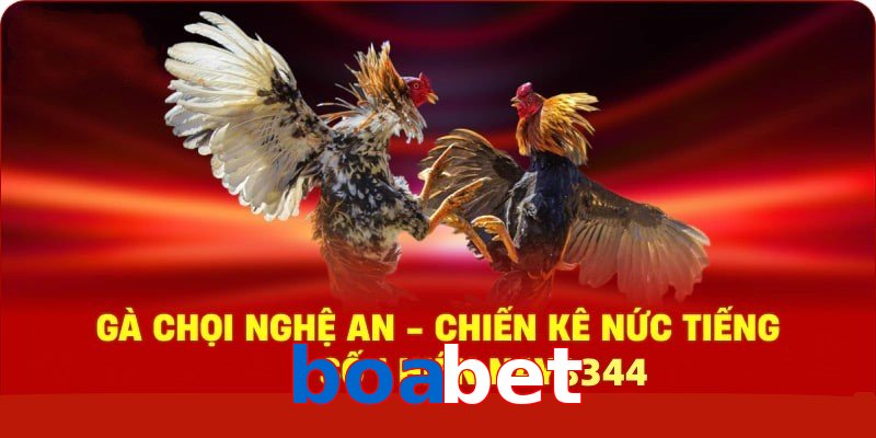 Gà Chọi Nghệ An – Chiến Kê Nức Tiếng Số 1 Hiện Nay